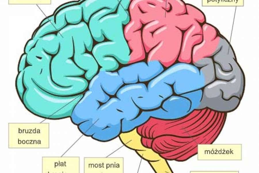 DZIEŃ MÓZGU W KLASIE 2
