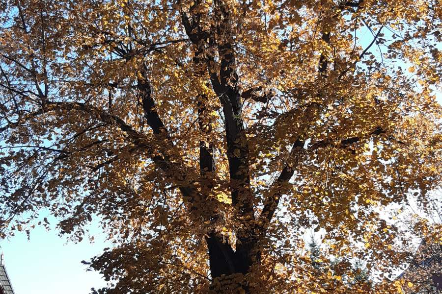 WYCIECZKA NA CMENTARZ KLAS 1 i 3