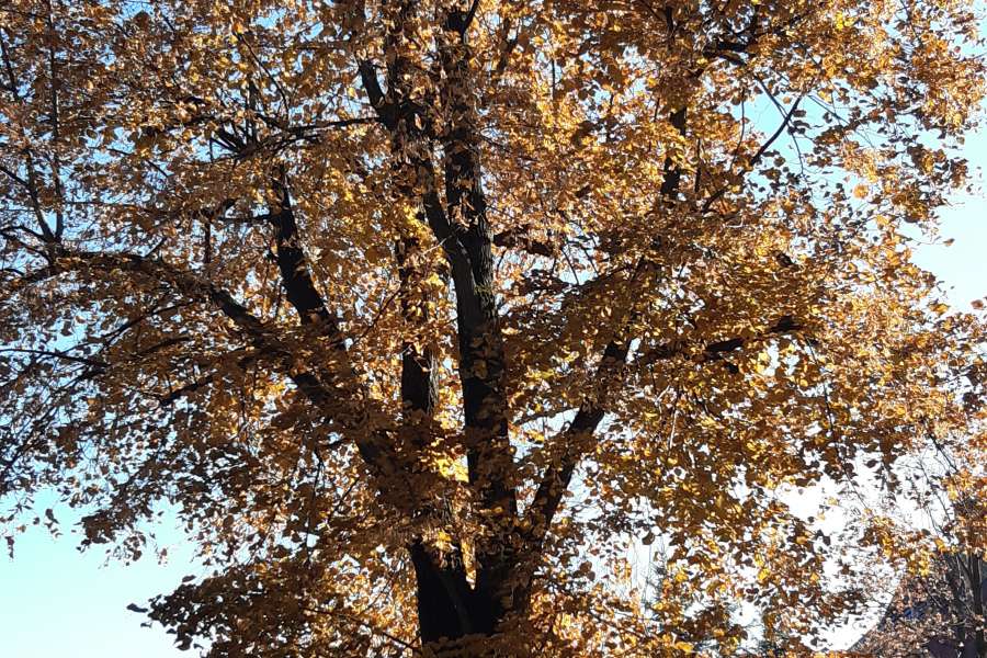 WYCIECZKA NA CMENTARZ KLAS 1 i 3