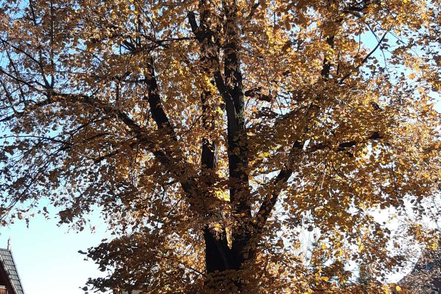 WYCIECZKA NA CMENTARZ KLAS 1 i 3