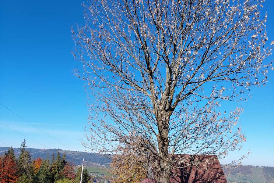 Światowy Dzień Drzewa 2022