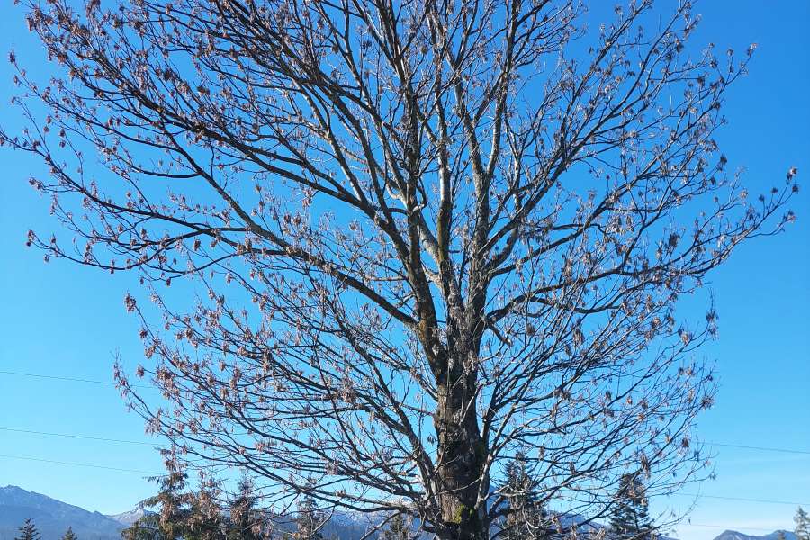 Światowy Dzień Drzewa 2022