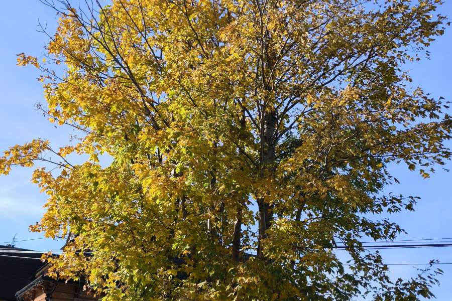 Akcja "Sprzątamy Dla Polski" 2024